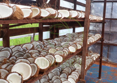 coconut copra