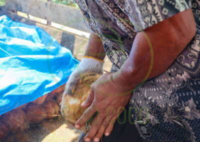 coconut cutting
