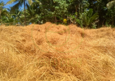 coconut fiber manufacture 4