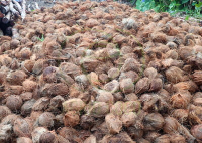 coconut harvest