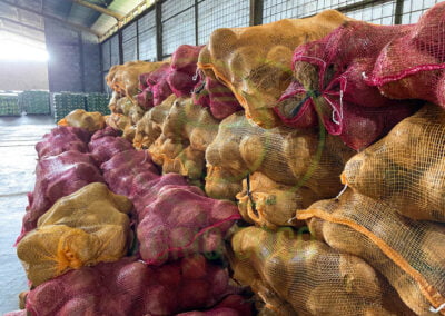 coconut husked supply