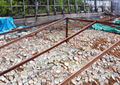 coconut meat