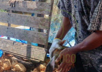 copra cutting