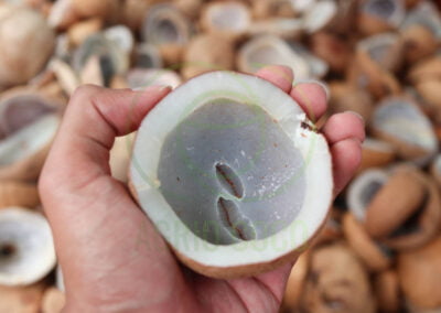 copra indonesia