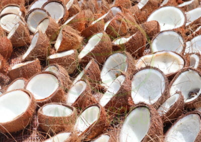 dry copra