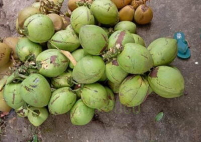 fresh coconut 1