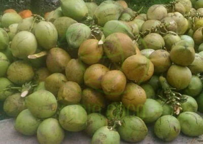 fresh coconut 2
