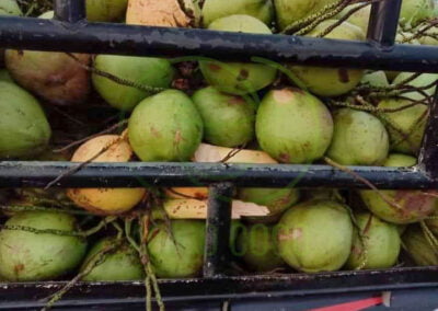 fresh coconut 3