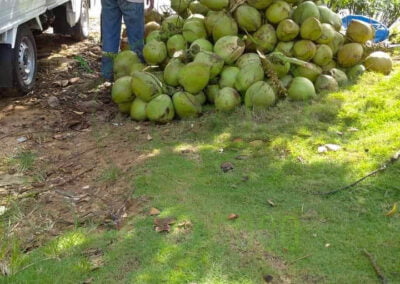 fresh coconut 4