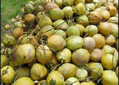 fresh young coconut 1