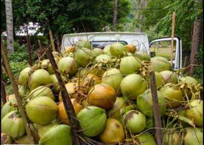 fresh young coconut 2