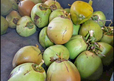 fresh young coconut 3