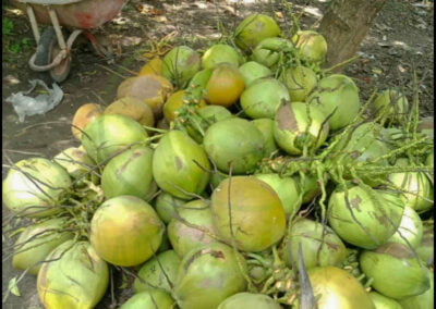 fresh young coconut 4