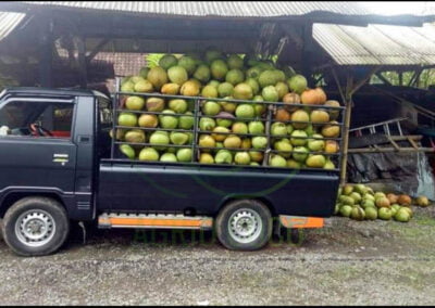 indonesia coconut 1