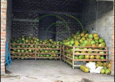 indonesia coconut 2