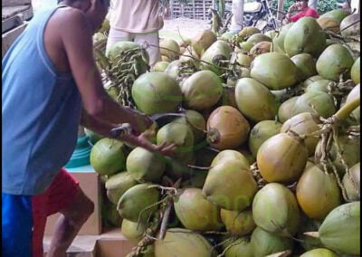 indonesia coconut 3