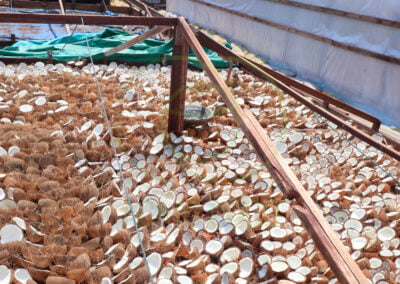 milling copra