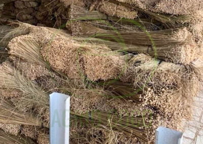 nipah broom stick 4