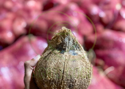 semi husked coconut indonesia