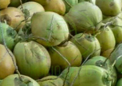 sweet coconut 1