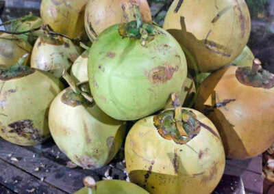 sweet coconut 2