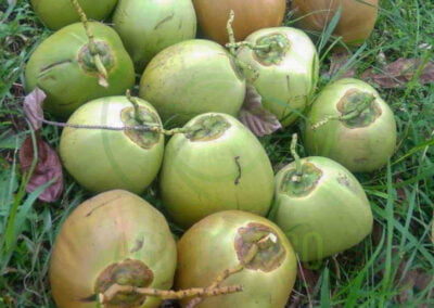 young coconut 1