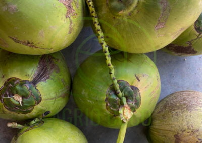 young coconut 2