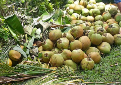 young coconut 3
