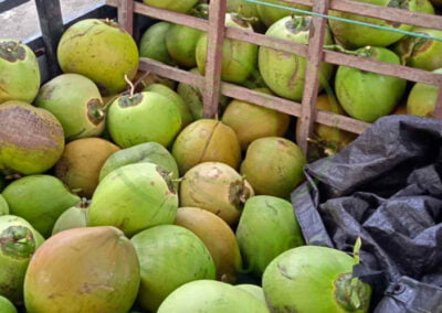 young coconut 4